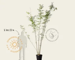 Gleditsia triacanthos f. inermis - meerstammig