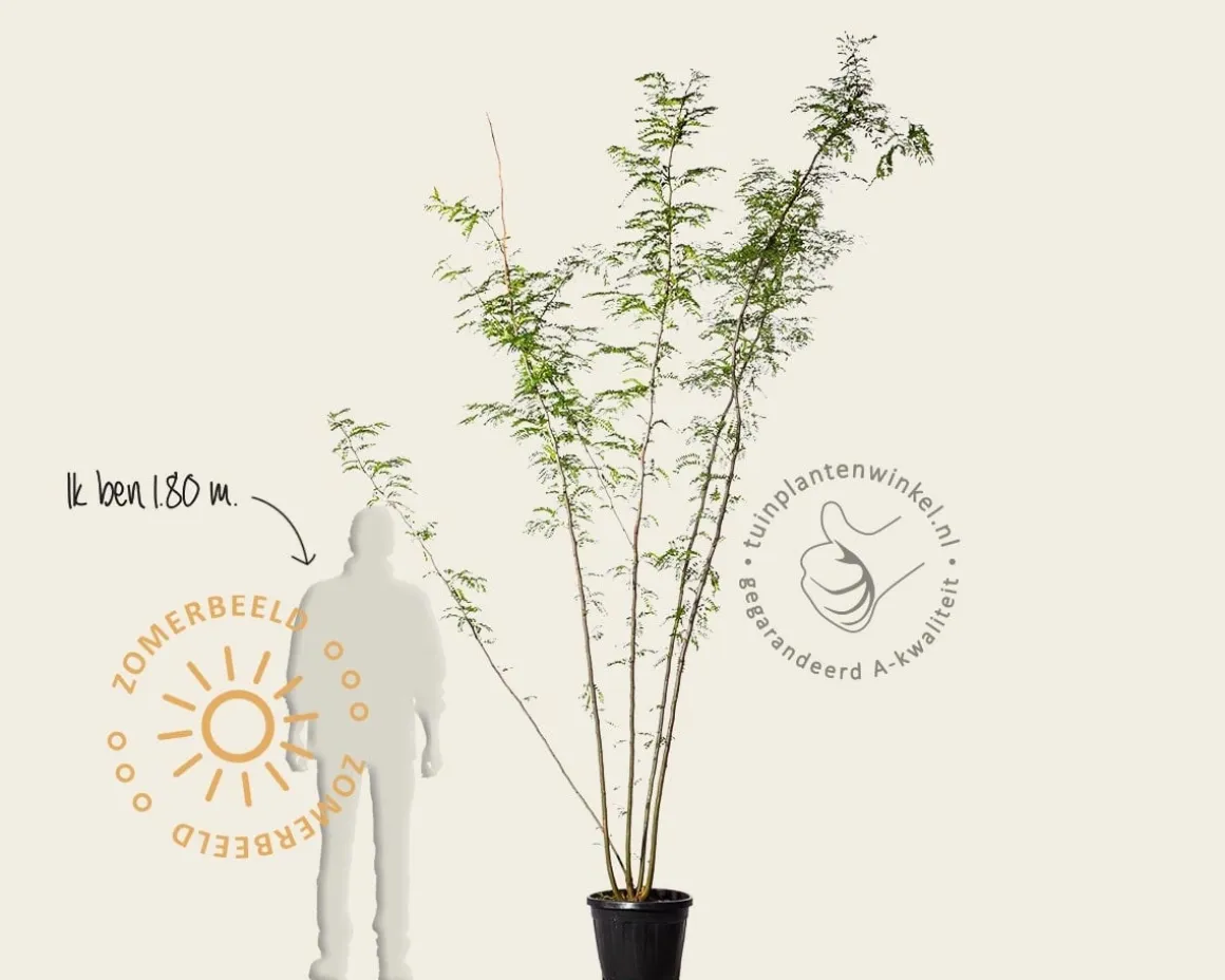 Gleditsia triacanthos f. inermis - meerstammig