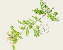 Gleditsia triacanthos f. inermis - meerstammig