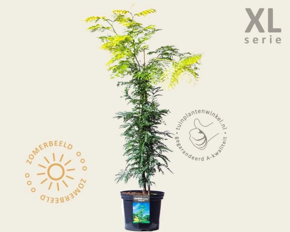 Gleditsia triacanthos 'Sunburst' - XL
