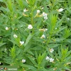 Gratiola officinalis