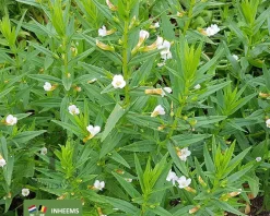 Gratiola officinalis