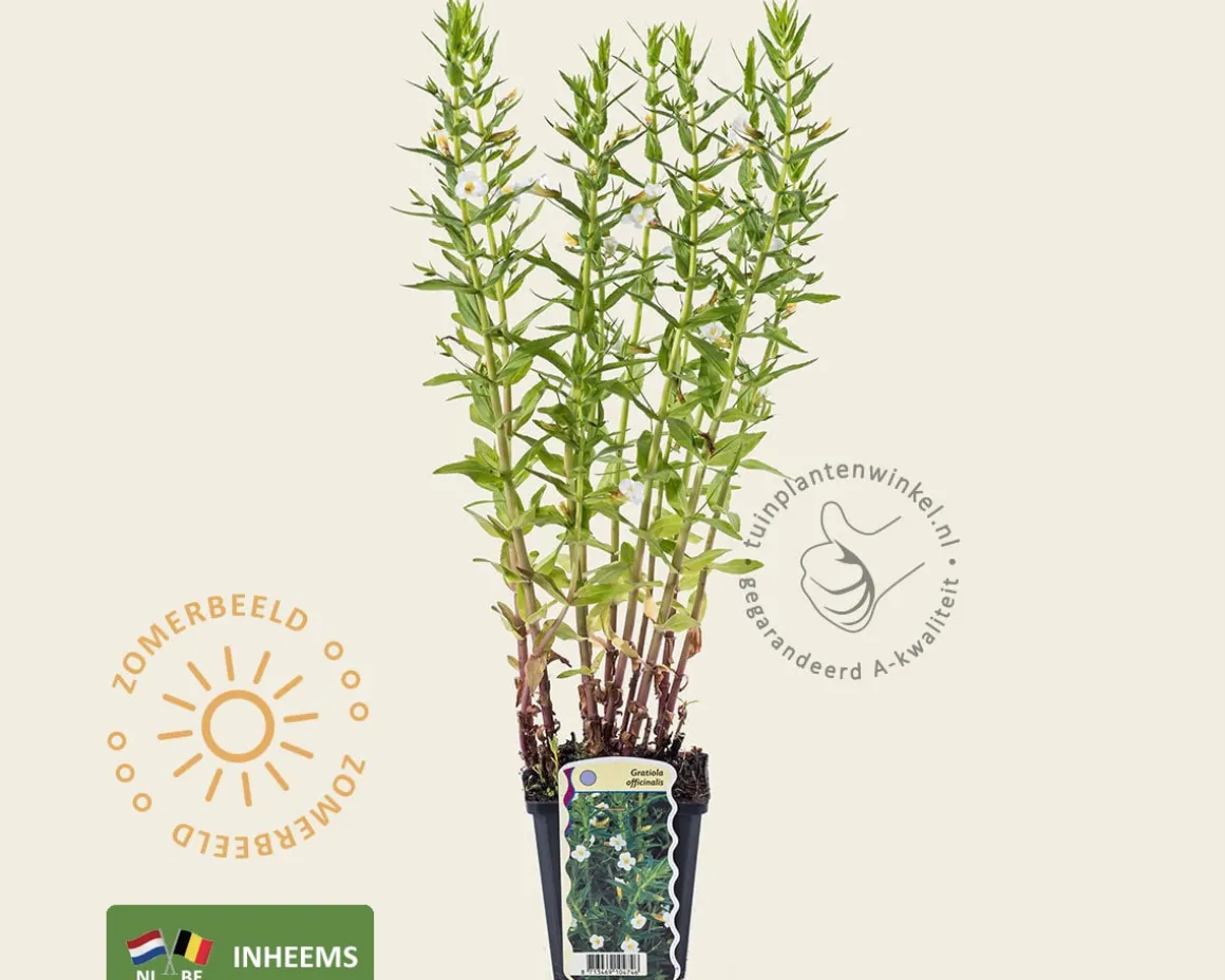 Gratiola officinalis