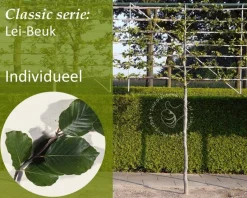 Groene leibeuk - Rek 200x130 cm