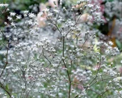 Gypsophila paniculata