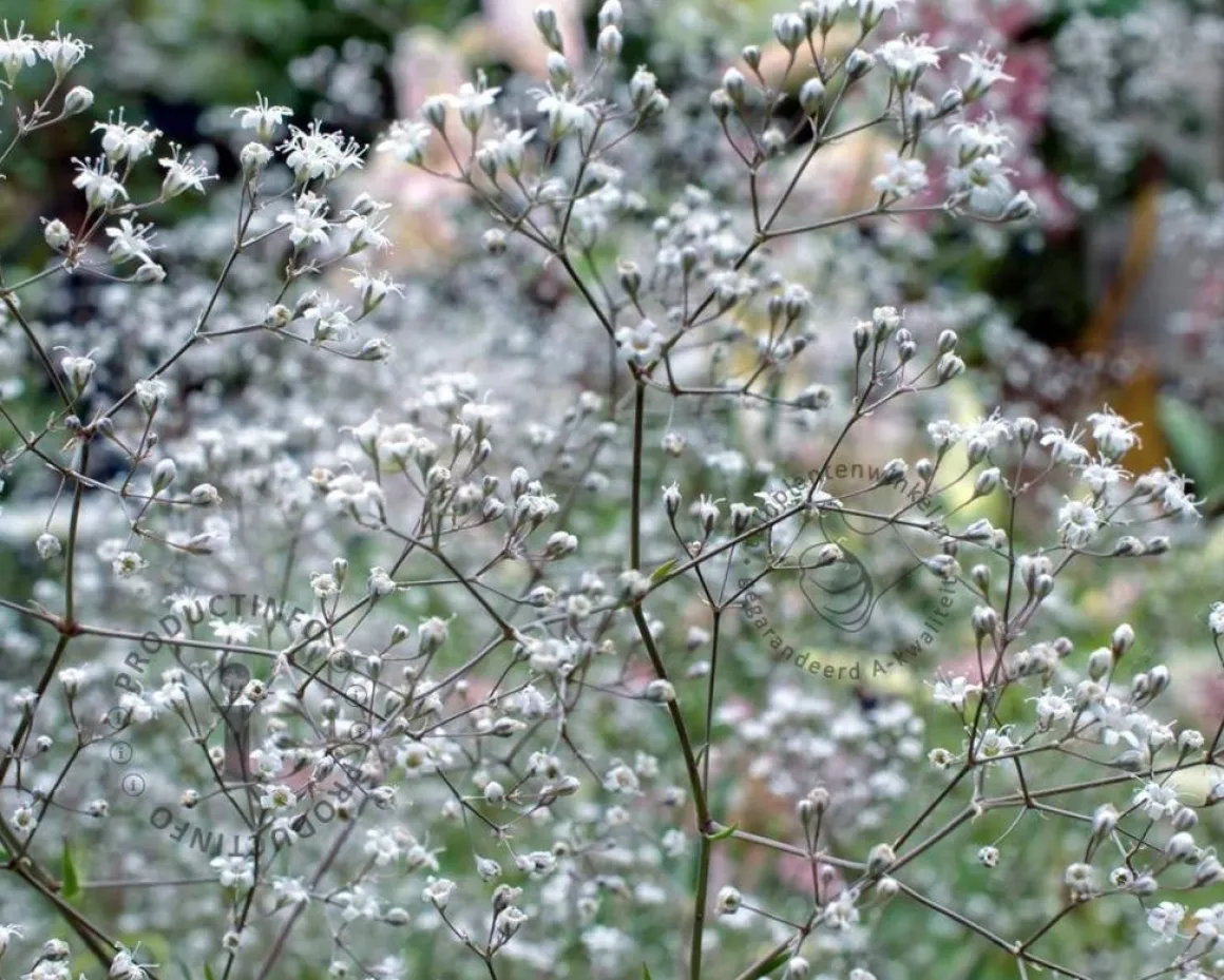 Gypsophila paniculata