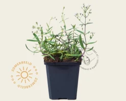 Gypsophila repens 'Alba'
