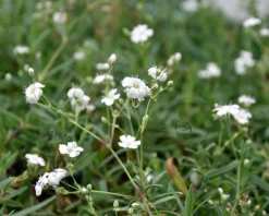 Gypsophila repens 'Alba'