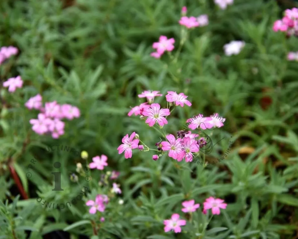 Gypsophila repens 'Rosea'