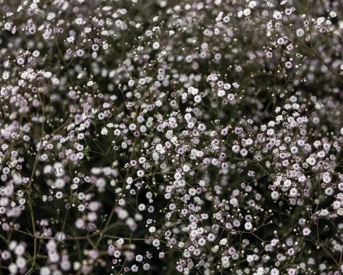Gypsophila 'Rosenschleier'