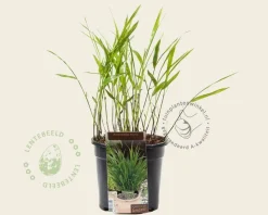 Hakonechloa macra