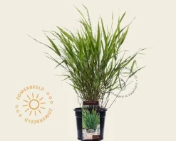 Hakonechloa macra