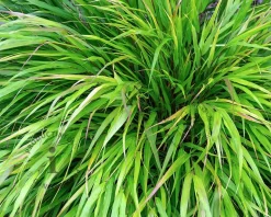 Hakonechloa macra