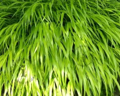 Hakonechloa macra 'Allgold'