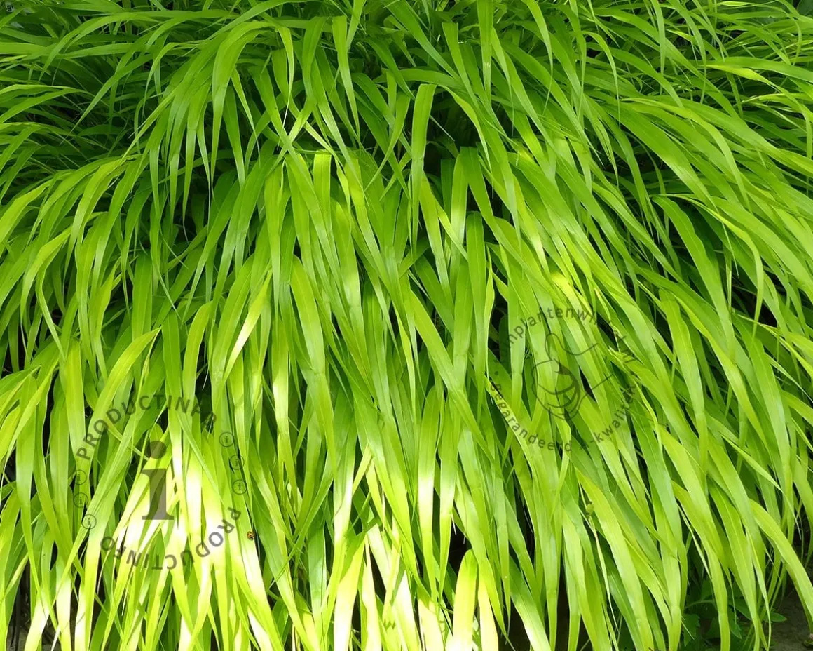 Hakonechloa macra 'Allgold'