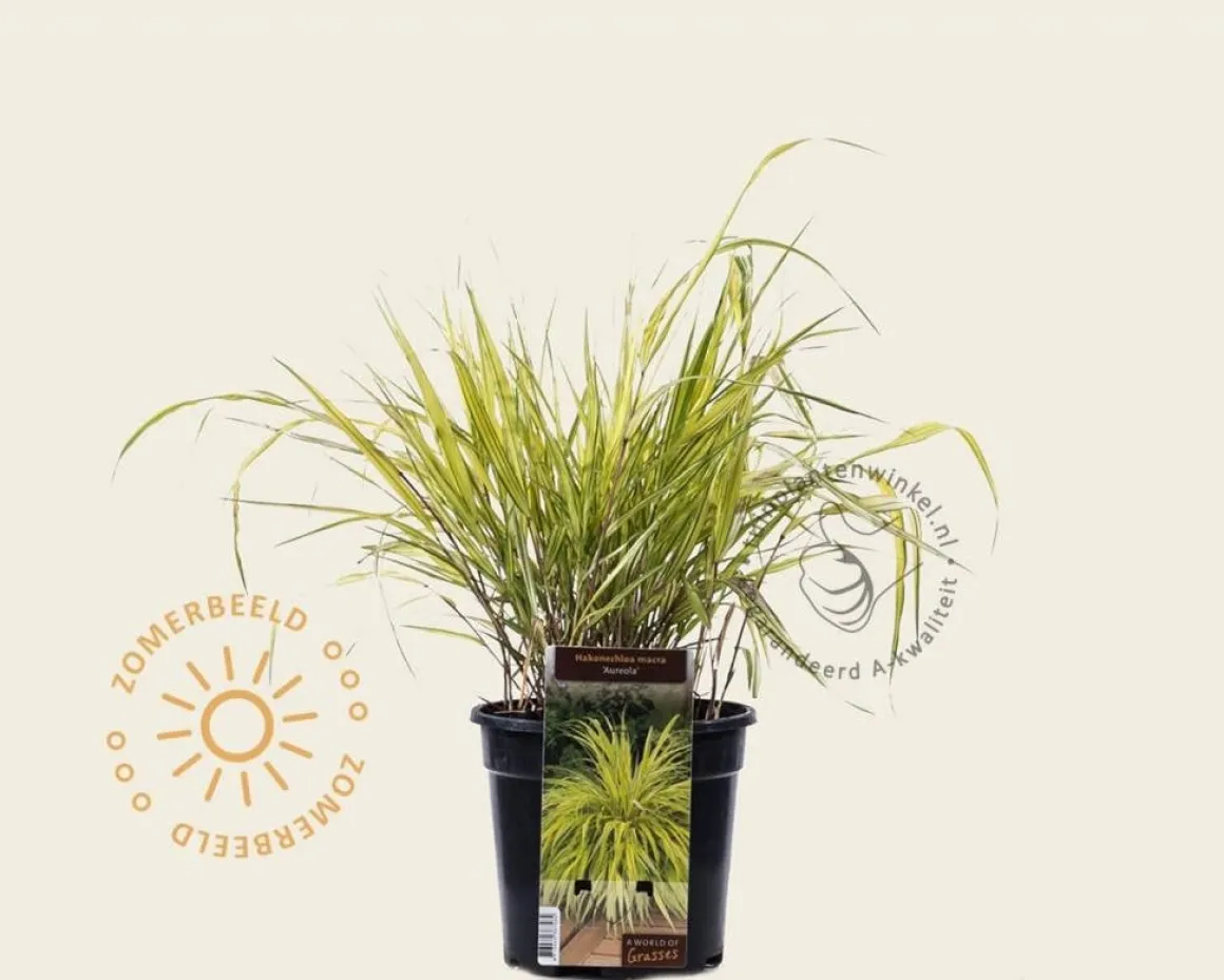 Hakonechloa macra 'Aureola'