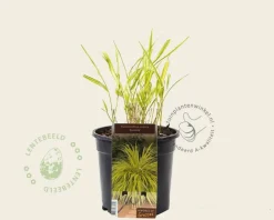 Hakonechloa macra 'Aureola'