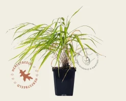 Hakonechloa macra 'Aureola'