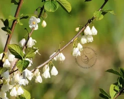 Halesia carolina - XL