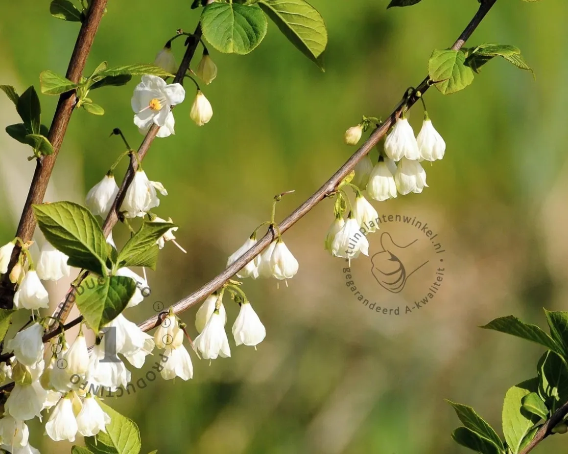Halesia carolina - XL