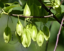 Halesia carolina - XL