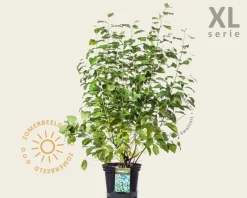 Halesia carolina - XL