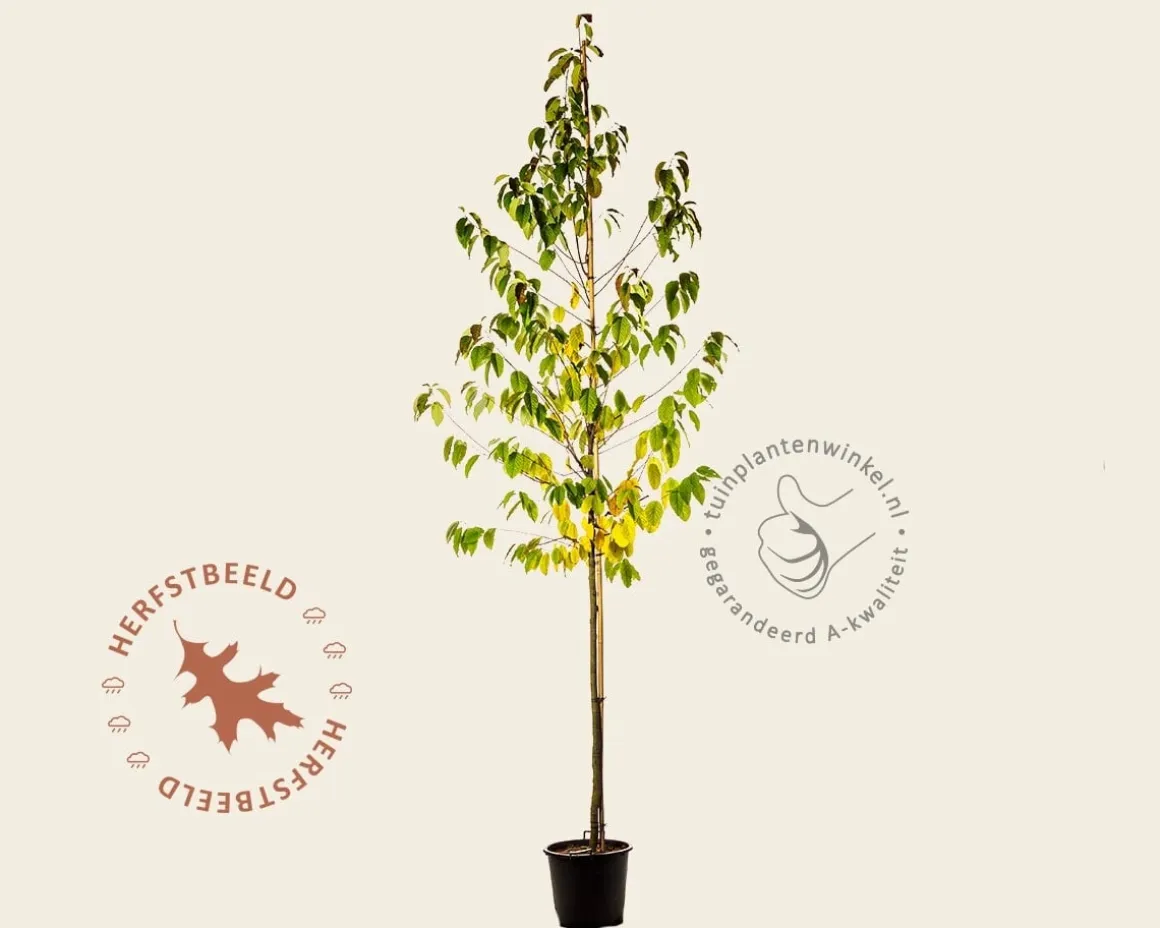 Halesia monticola - hoogstam