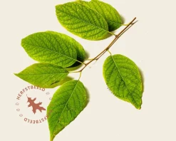 Halesia monticola - hoogstam
