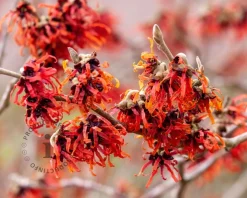 Hamamelis x intermedia 'Diane'- XL
