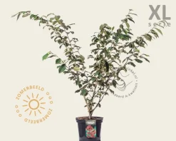Hamamelis x intermedia 'Diane'- XL