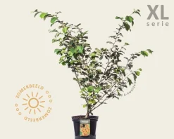 Hamamelis x intermedia 'Jelena' - XL