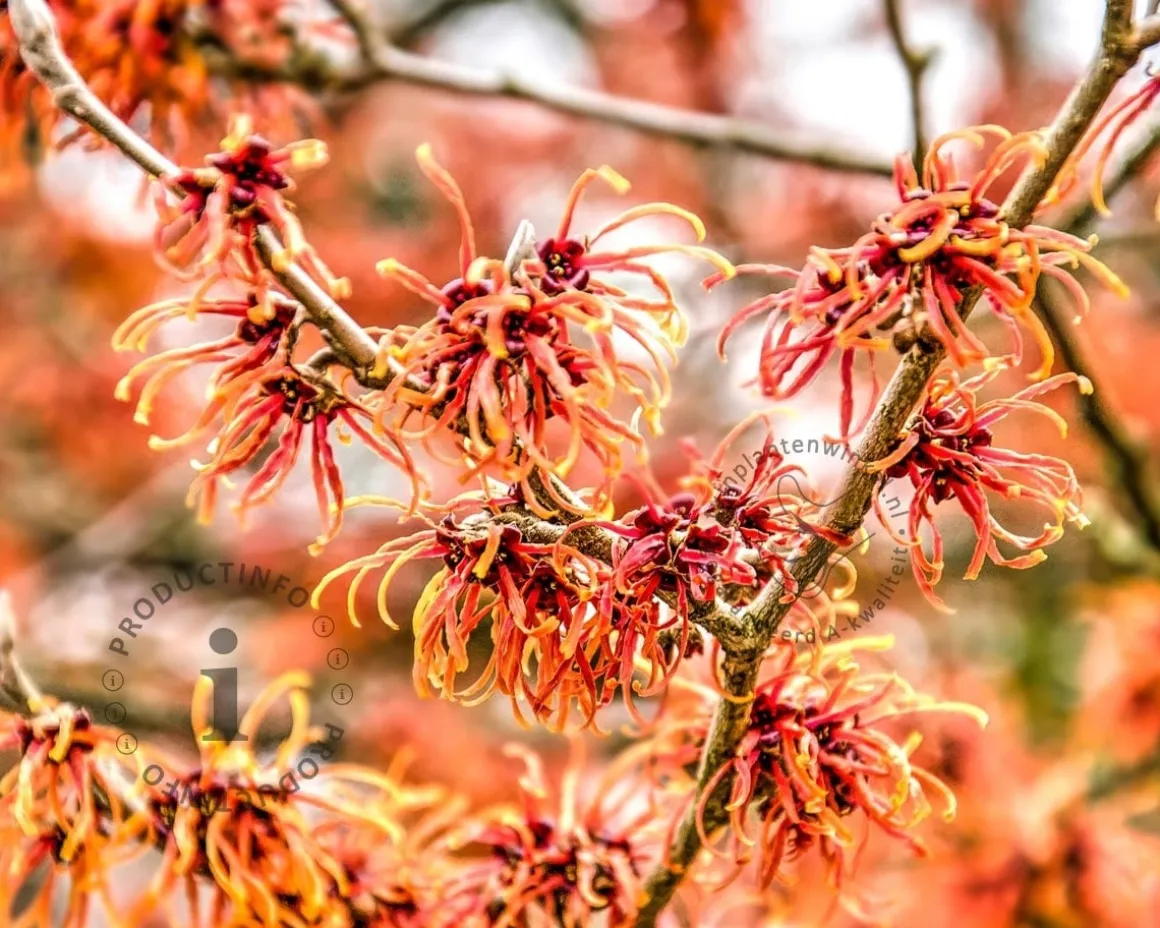 Hamamelis x intermedia 'Jelena' - XL