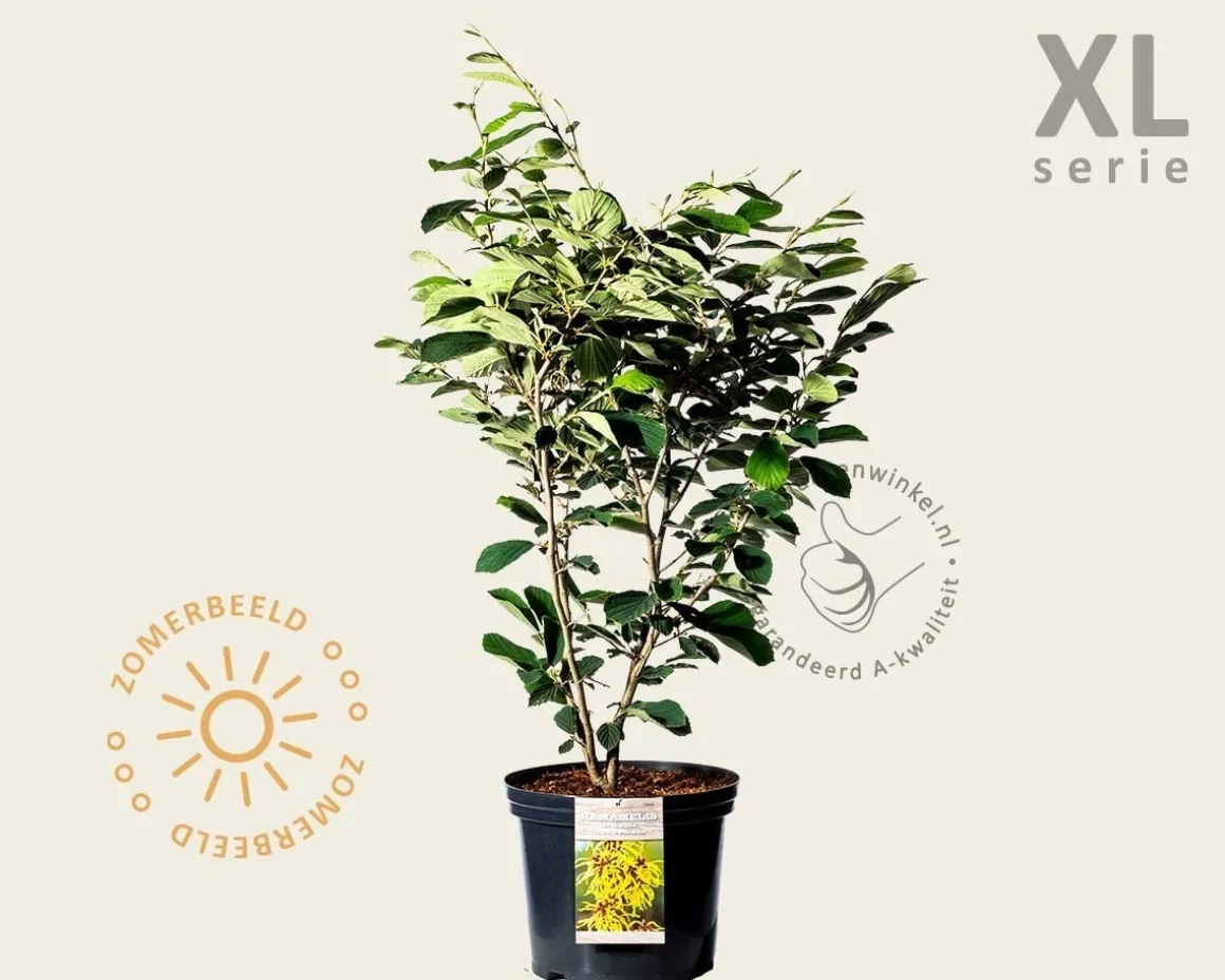 Hamamelis x intermedia 'Pallida' - XL