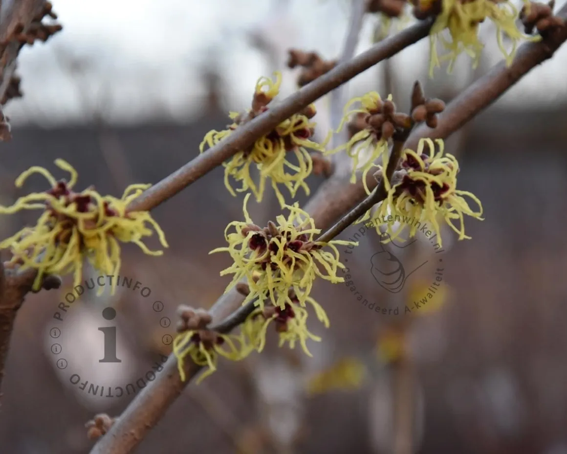 Hamamelis x intermedia 'Pallida' - XL
