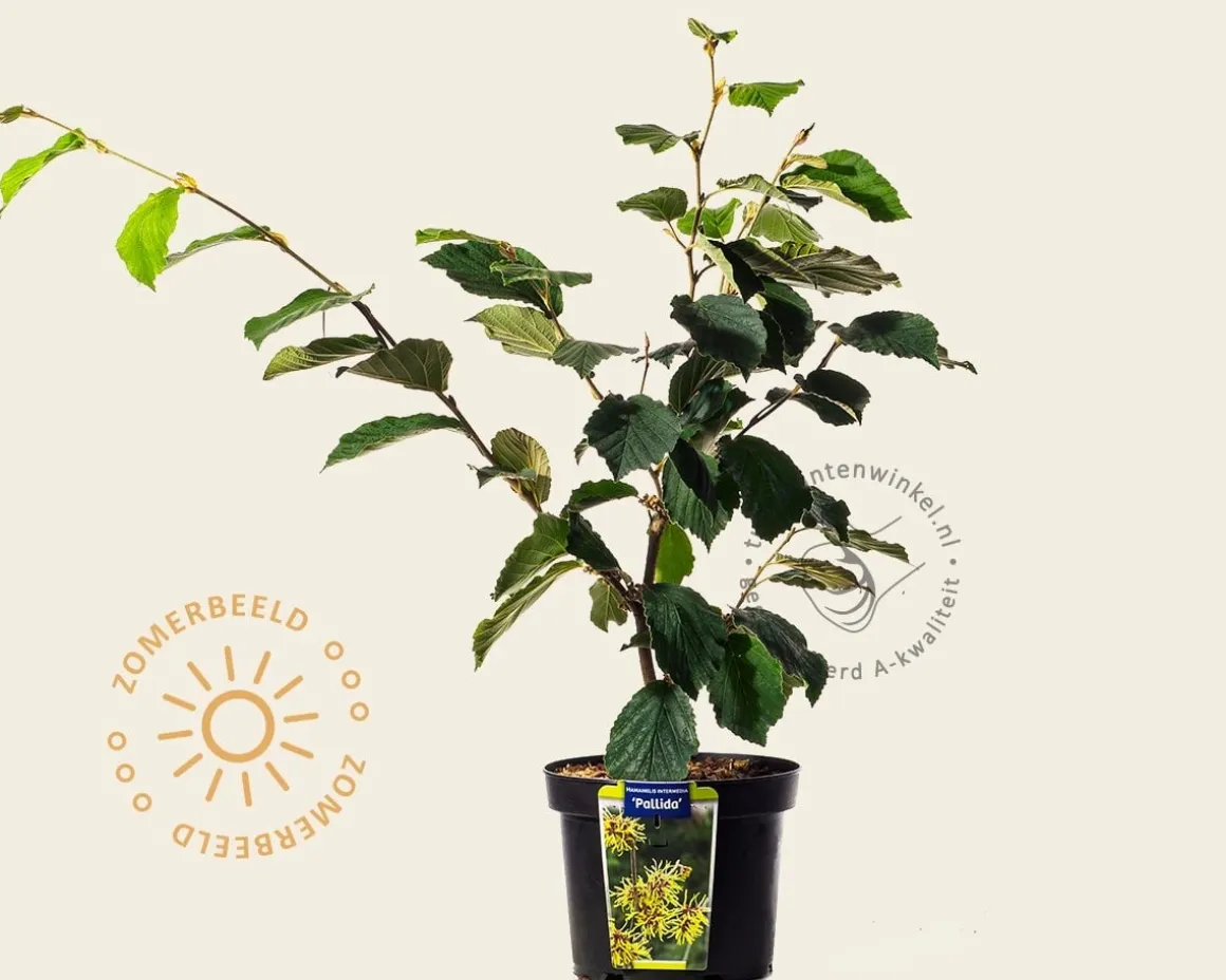 Hamamelis x intermedia 'Pallida'