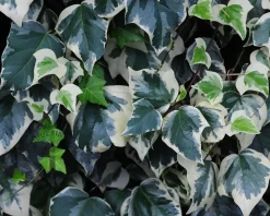 Hedera colchica 'Gloire de Marengo'