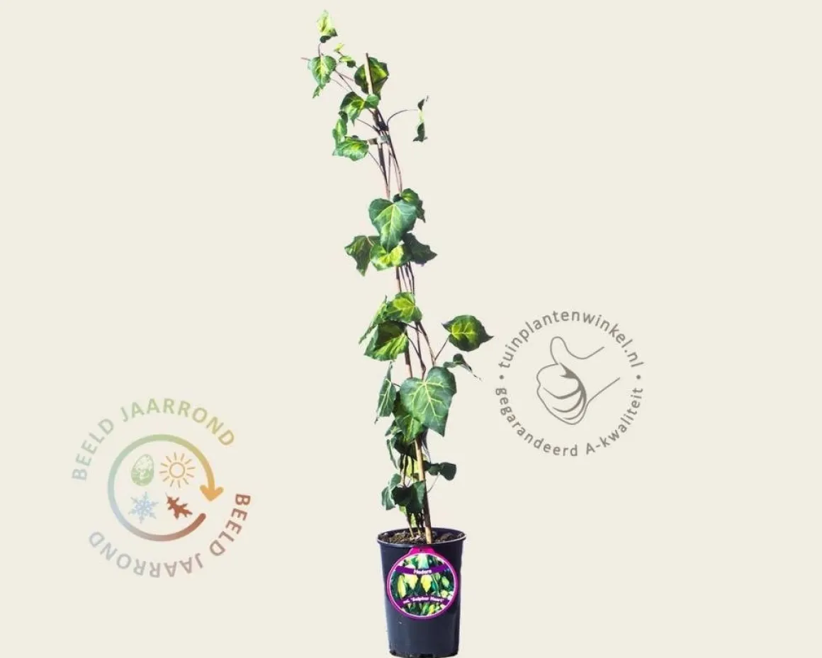 Hedera colchica 'Sulphur Heart'