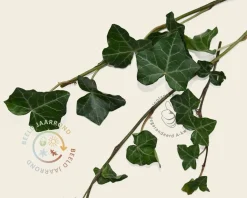 Hedera haag kant en klaar - Hedera hibernica