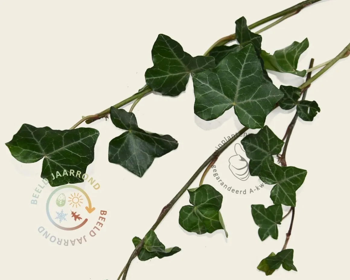 Hedera haag kant en klaar - Hedera hibernica