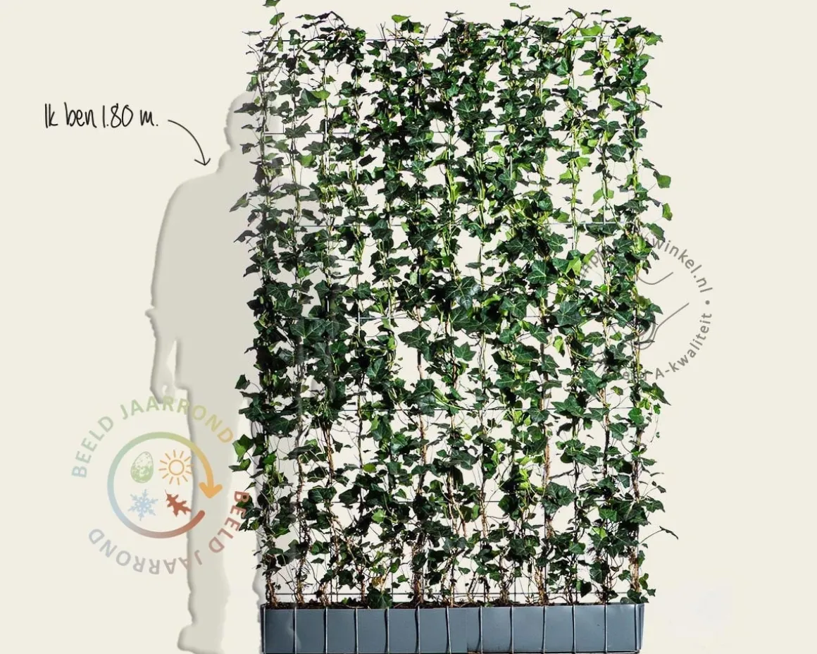 Hedera haag kant en klaar - Hedera hibernica