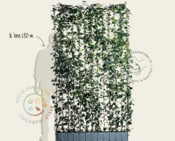 Hedera haag kant en klaar - Hedera hibernica