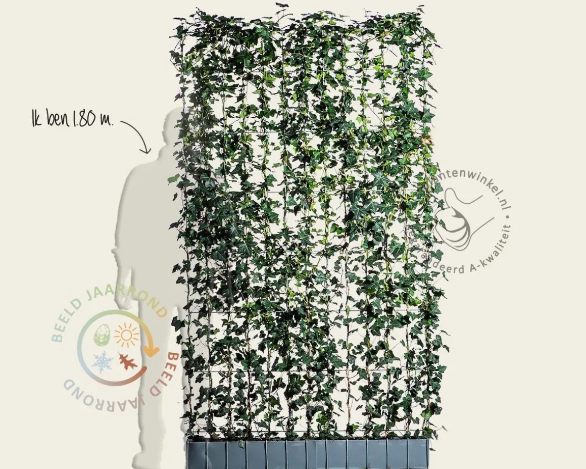 Hedera haag kant en klaar - Hedera hibernica