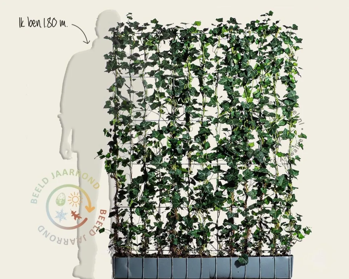 Hedera haag kant en klaar - Hedera hibernica