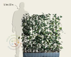 Hedera haag kant en klaar - Hedera hibernica