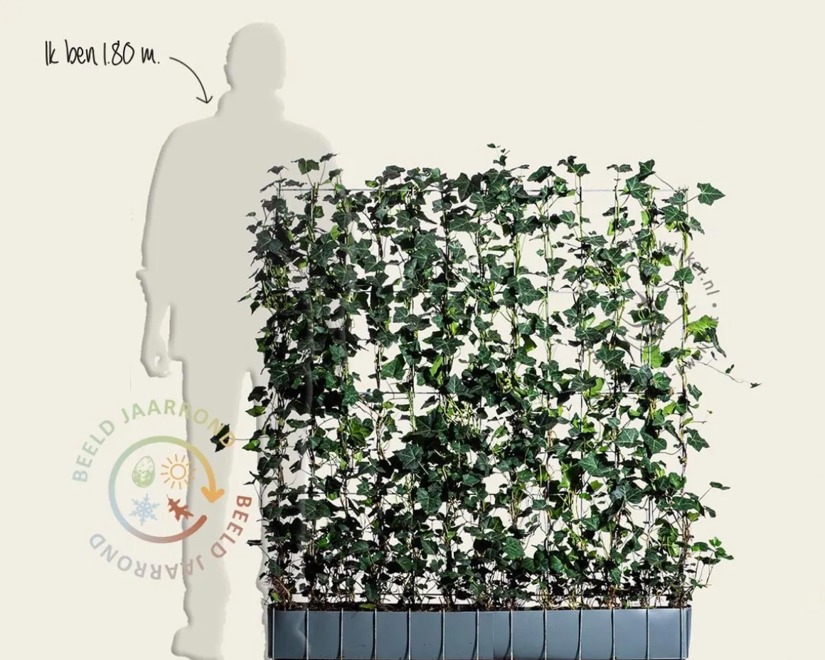 Hedera haag kant en klaar - Hedera hibernica