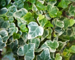 Hedera helix 'Glacier'