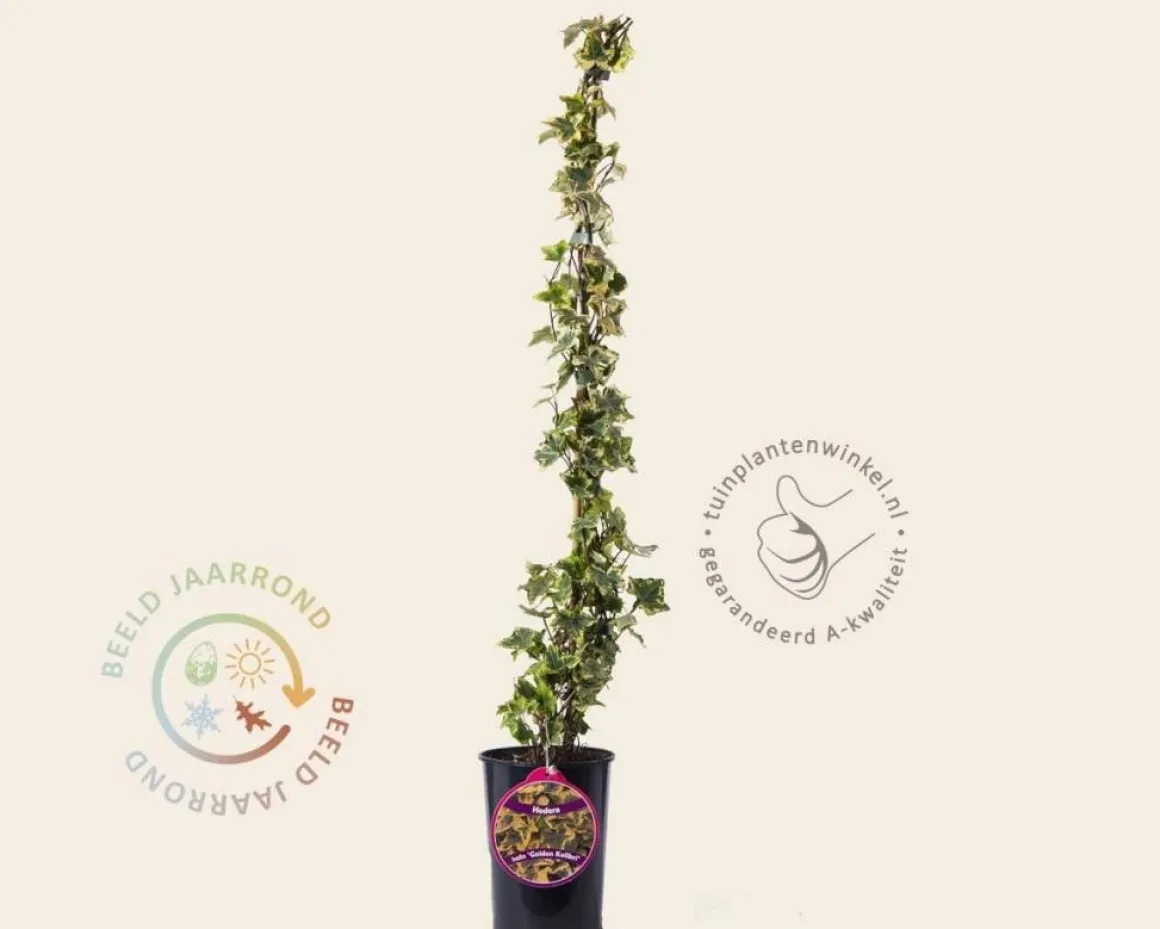 Hedera helix 'Golden Kolibri'