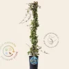 Hedera helix 'Kolibri'