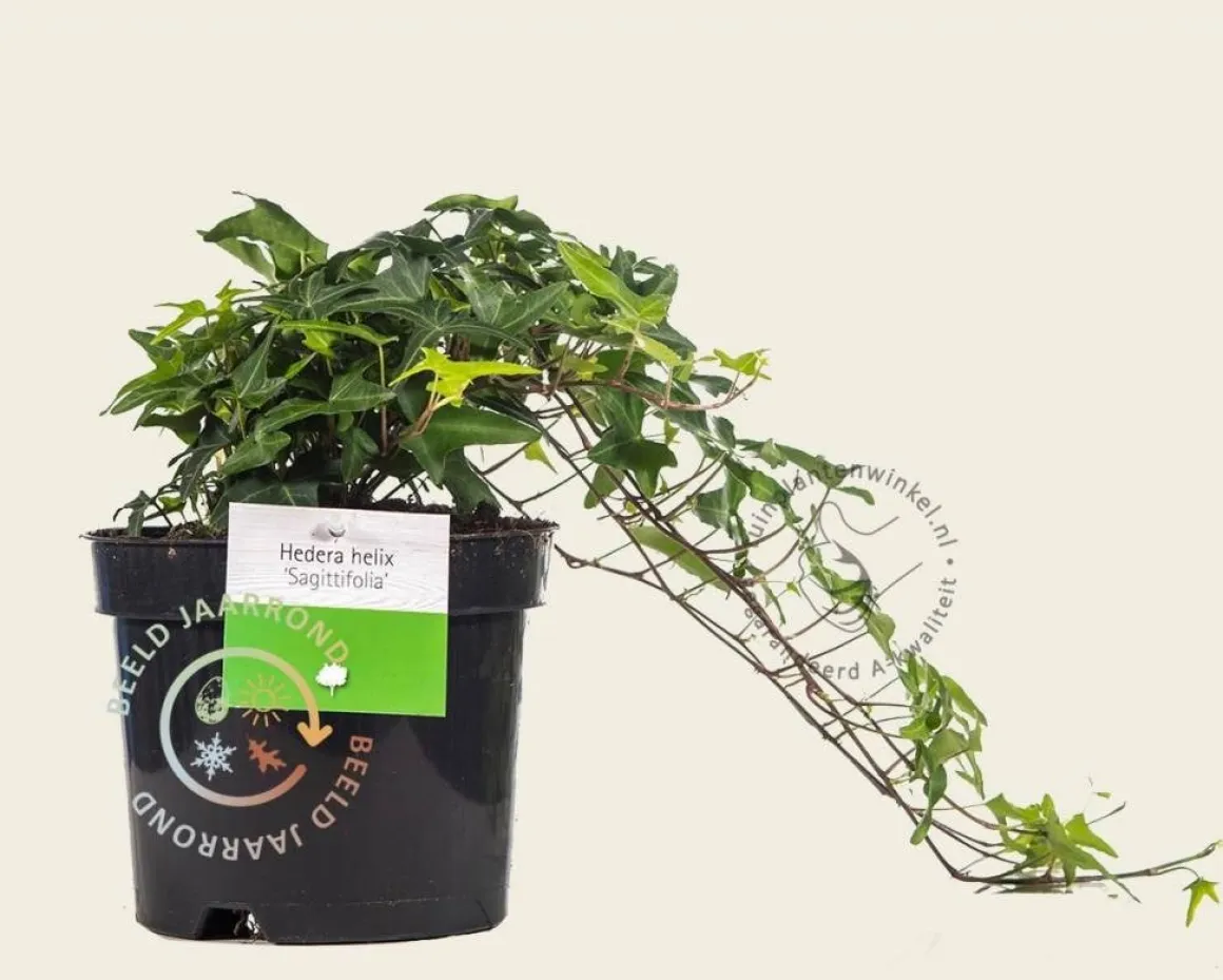 Hedera helix 'Sagittifolia'