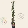 Hedera helix 'Shamrock'